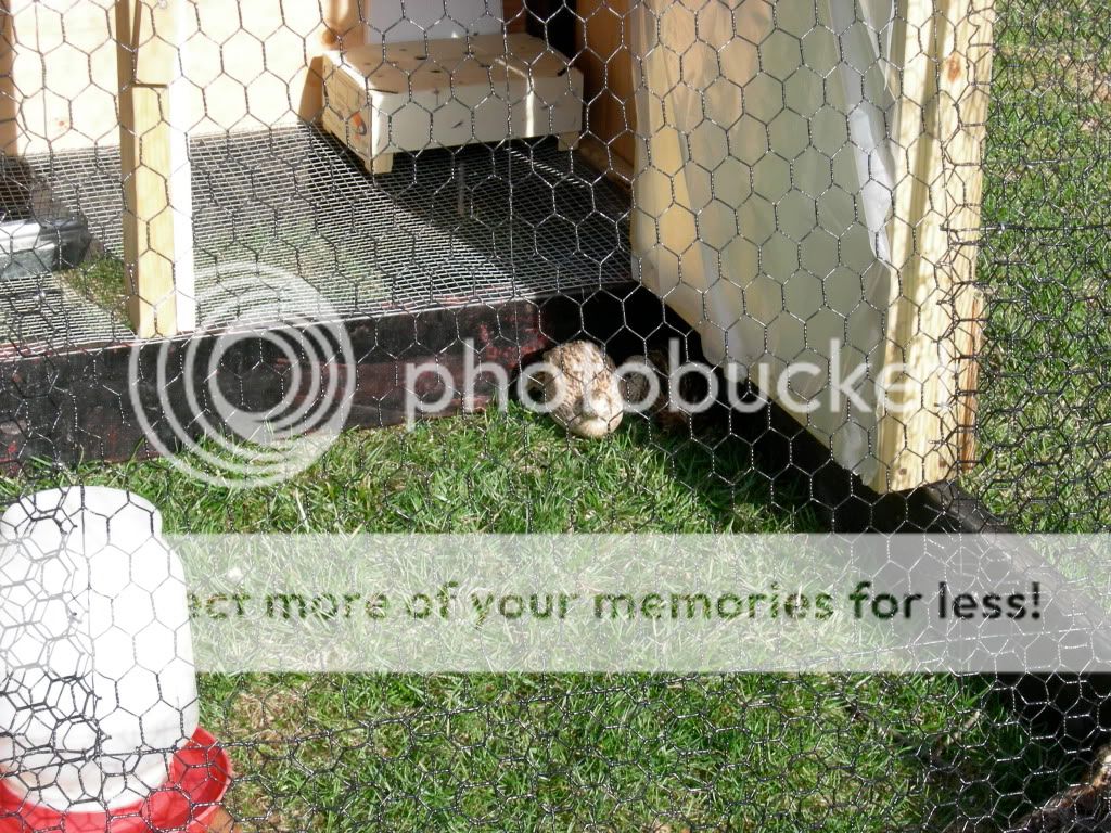 quail tractor BackYard Chickens Learn How to Raise Chickens